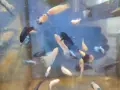 Аквариумни рибки , снимка 2