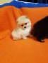 Померан померанчета свободни Гр София, снимка 9