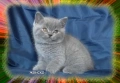 Чистокръвни Британски късокосмести котета, снимка 3