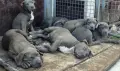 ТОП ЦЕНА!!!Американско були Хл American Bully Xl , снимка 3
