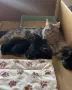 Maine coon чистокръвни, снимка 10