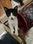 Подарявам котенца, снимка 10