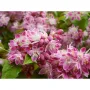 Deutzia hybrida Strawberry Fields Дойция Ягодова ливада, снимка 1