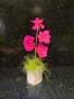 сапунени Орхидеи. , снимка 11