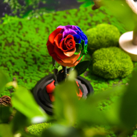 Вечна роза, снимка 2 - Подаръци за жени - 44559265