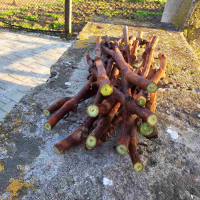 Резници Безсеменно грозде Лоза Кишмиш Рататуй (Захарни капки), снимка 1 - Градински цветя и растения - 44821911