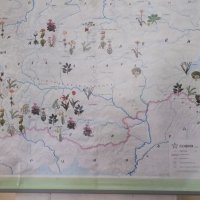 Голяма стенна карта на защитени растения, снимка 2 - Колекции - 41305987