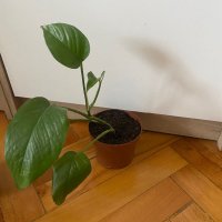 Jade Pothos, снимка 1 - Стайни растения - 44150510