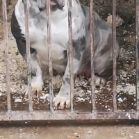 Американско Були ХЛ/American Bully XL , снимка 15 - Питбул - 44790848