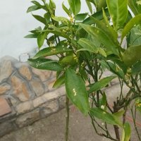 Мандарина - дръвче с плодчета, снимка 1 - Градински цветя и растения - 40625143