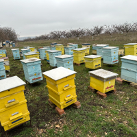 Продавам пчелни семейства с многокорпусен кошери, снимка 12 - За пчели - 44828345
