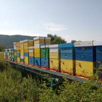 Пчеларски платформи 2 броя с 64 кошера,всяка платформа е с капацитет 32 кошера.цена без кошери 16000, снимка 4 - Други животни - 44806686