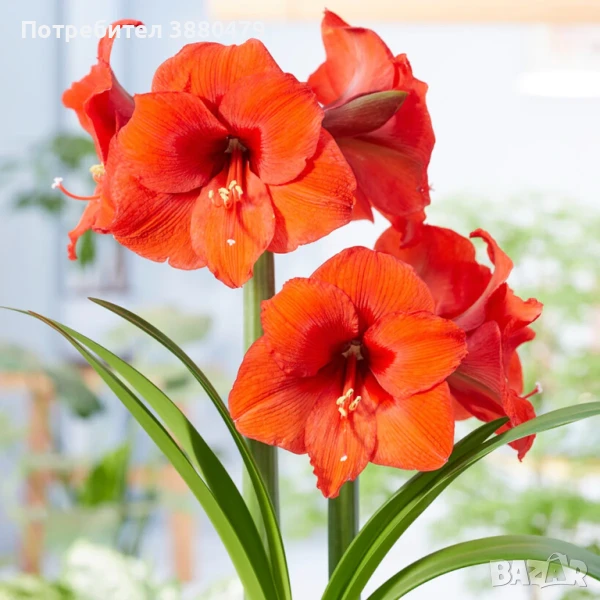 луковици на гигантски оранжев амарилис, снимка 1