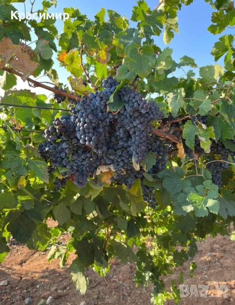 Продавам обработваеми лозя, снимка 1