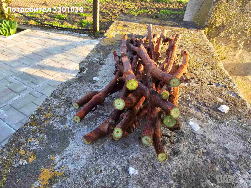 Резници Безсеменно грозде Лоза Кишмиш Рататуй (Захарни капки), снимка 1
