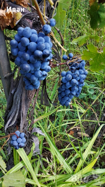 грозде Мерло с.Брестовица Пловдивско, снимка 1