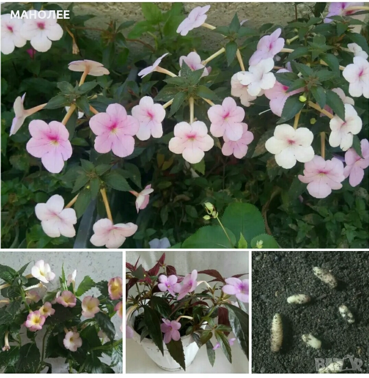 👉🌺🍀🎁АХИМЕНЕС🌷🌼🦋, снимка 1