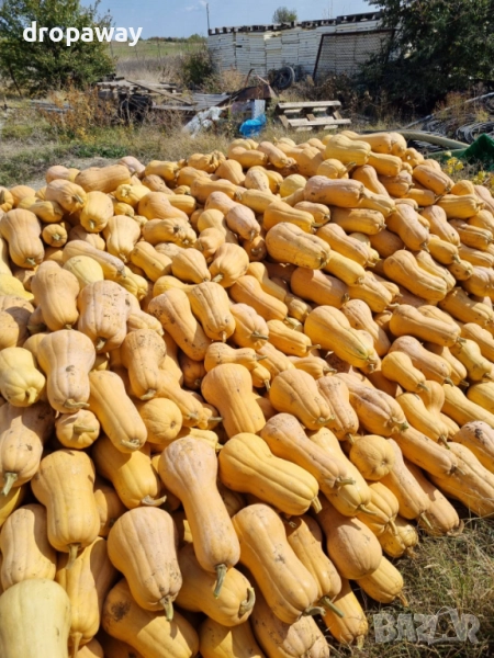 Продавам тикви сорт Матилда, снимка 1