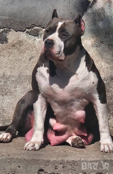 Американско були хл American bully XL, снимка 1