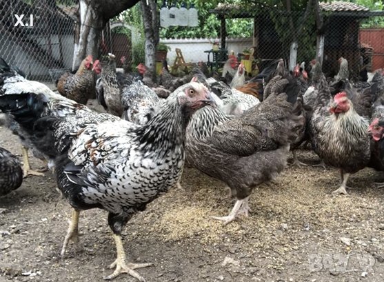 Кокошки КАТУНСКИ (Невероятни), снимка 1