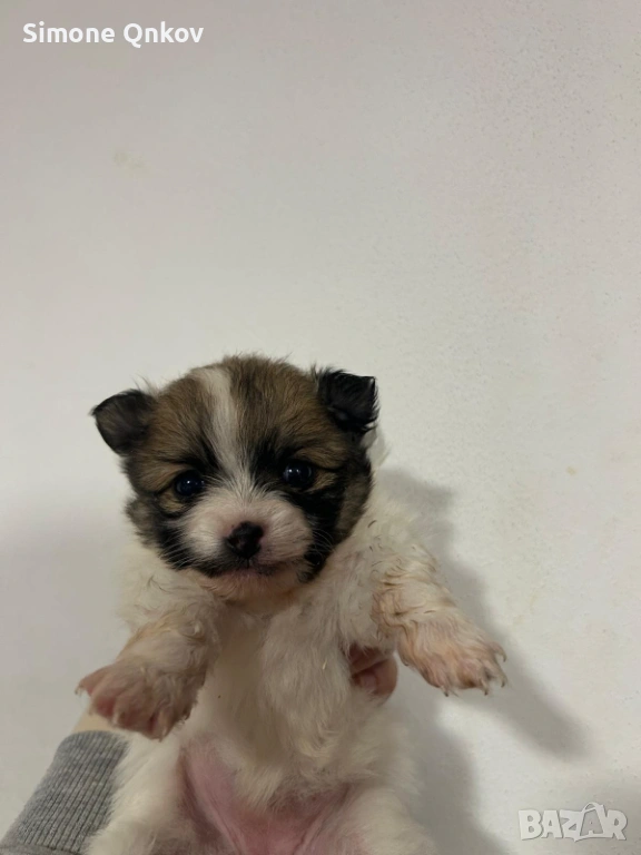 Мини шпиц Померан, снимка 1