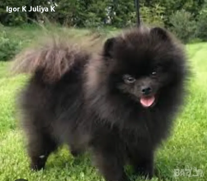 Померан,померанчета,пухкави мини шпицове, снимка 1