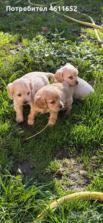 кокерчета, снимка 1