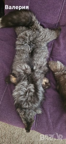 Яка от сребърна лисица , снимка 1