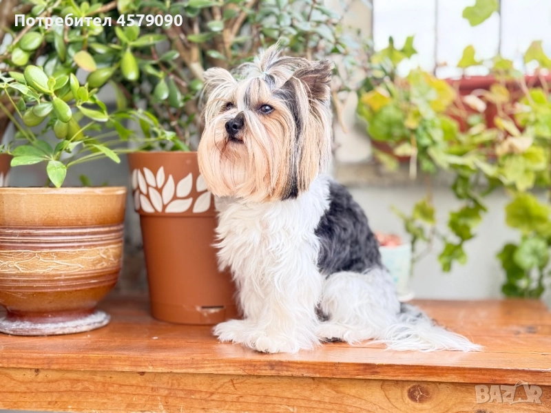 Бивер Йорк – мъжки с родословие търси партньорка, снимка 1