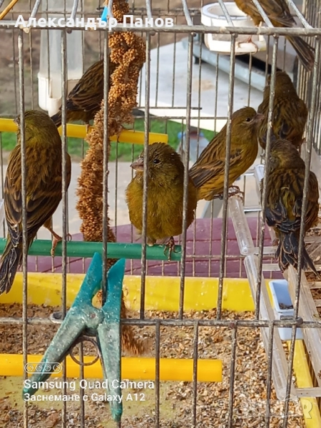 Канарчета, снимка 1