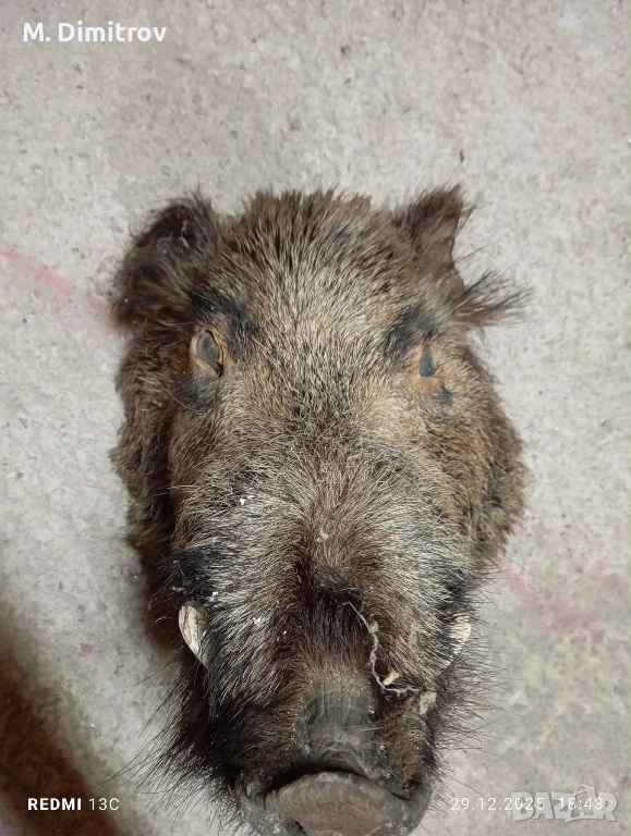 Свинска глава, снимка 1