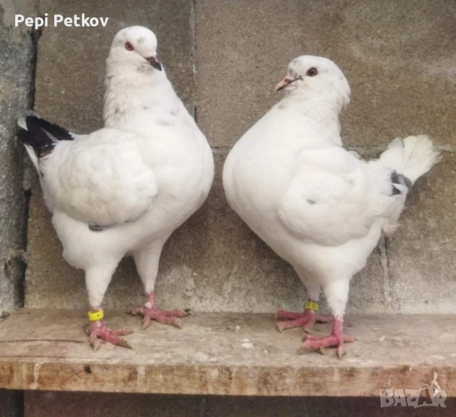 Гълъби Кинг 3.чифта,,+женска и3млади за 150, снимка 1