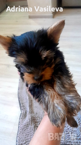 Йоркширски териер , снимка 4 - Йоркширски териер - 52909679