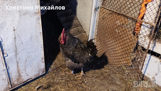 Продавам млад и едър петел порода супер харко, снимка 3 - Кокошки и пуйки - 53248636