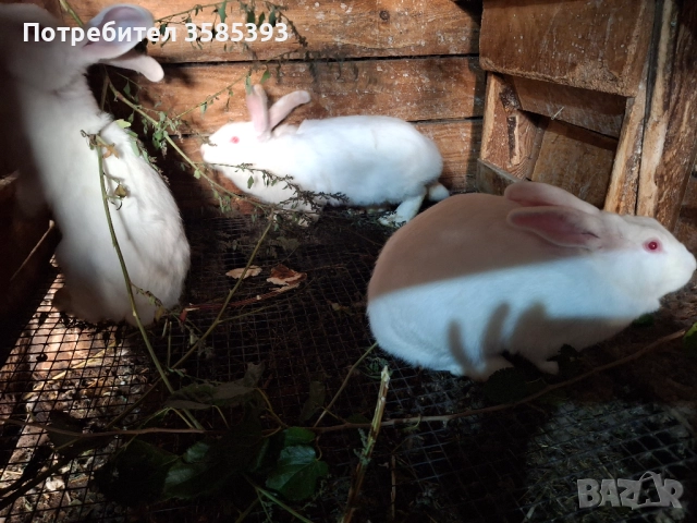 продавам зайци, снимка 3 - Други - 52325536