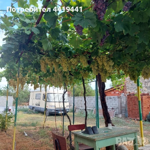 Къща с двор с.Виноградец обл. Пазарджик , снимка 4 - Къщи - 49557601