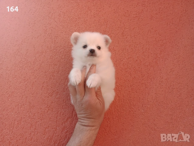 Мини Шпиц - Померан. Мъжки и женски кученца. Снимки от 08.03.26 г. , снимка 8 - Померан - 53677605