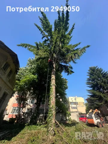 Премахване и кастрене на опасни дървета, снимка 11 - Други услуги - 49334998