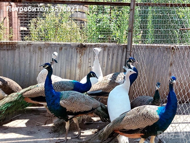 Продавам млади пауни