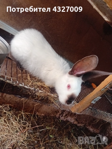Продавам зайци , снимка 2 - Други - 52580559