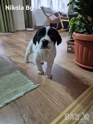 продаваме лабрадор , снимка 8 - Лабрадор ретривър - 53063685