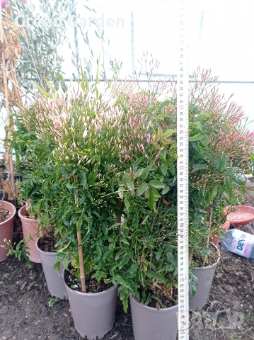 Жасмин Ароматен , снимка 3 - Градински цветя и растения - 53686369