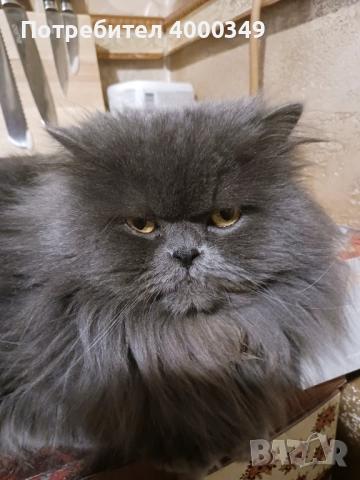 Подарявам мъжки персиец, снимка 4 - Персийска - 52976362