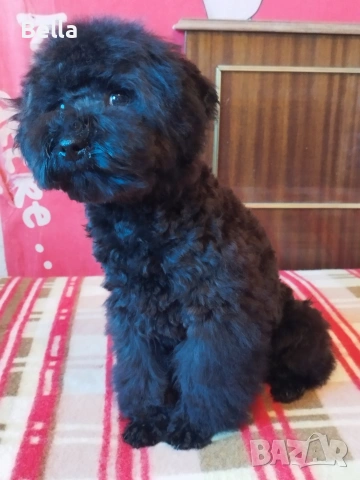 Мини пудел , снимка 5 - Пудели - 53132342