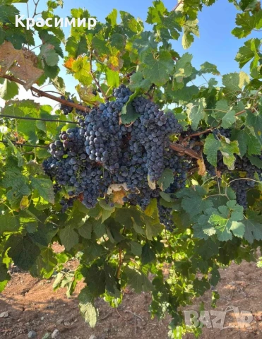 Продавам обработваеми лозя