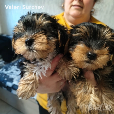 йоркширски териер , снимка 4 - Йоркширски териер - 53162717