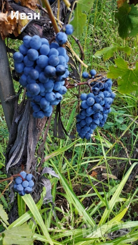 грозде Мерло с.Брестовица Пловдивско, снимка 1