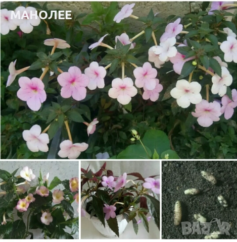 👉🌺🍀🎁АХИМЕНЕС🌷🌼🦋