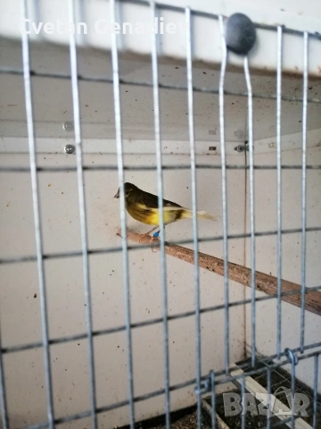 продавам канари , снимка 2 - Канари - 53628627