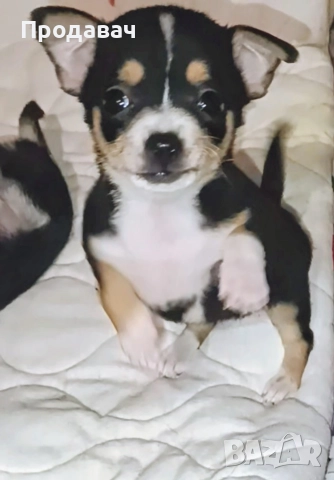 Чихуахуа , снимка 4 - Чихуахуа - 52887091